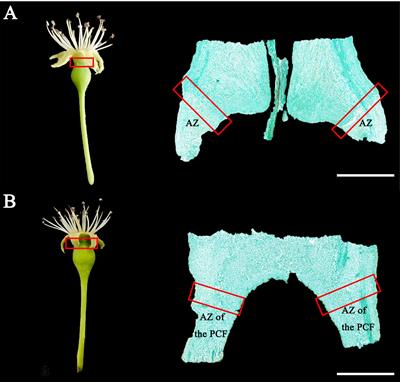 Phytohormonal dynamics in the abscission zone of Korla fragrant pear during calyx abscission: a visual study